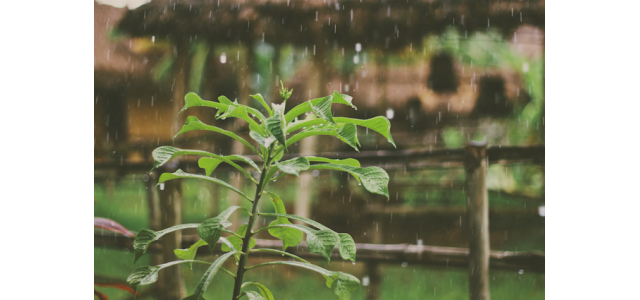 第313期每日好诗网友评论|听雨