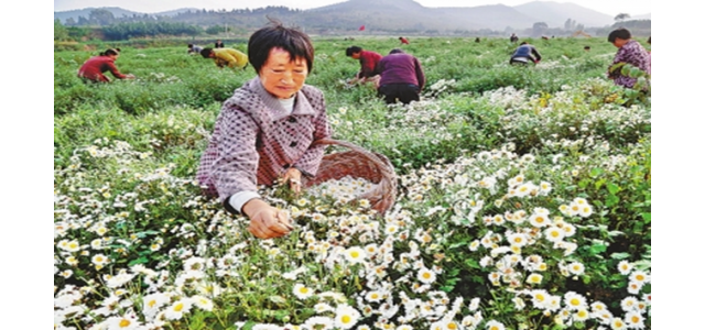 林州市茶店镇“中国菊花之乡”太行菊花